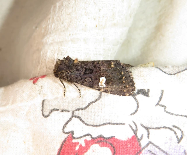 Melanchra persicariae - fehérfoltos kertibagoly