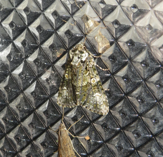 Craniophora ligustri - fagyalbagoly