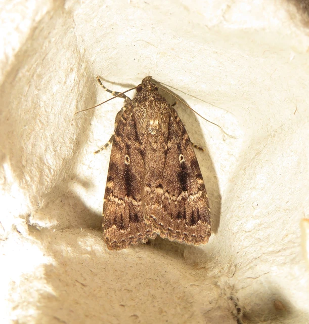 Amphipyra berbera/pyramidea