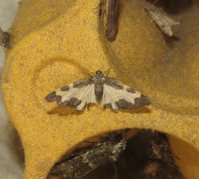 Lomaspilis marginata - szegélyes nyárfaaraszoló