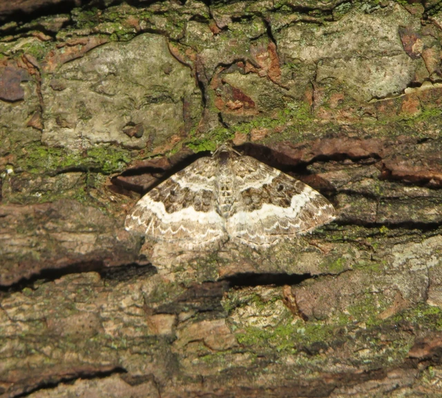 Epirrhoe alternata - galaj-tarkaaraszoló