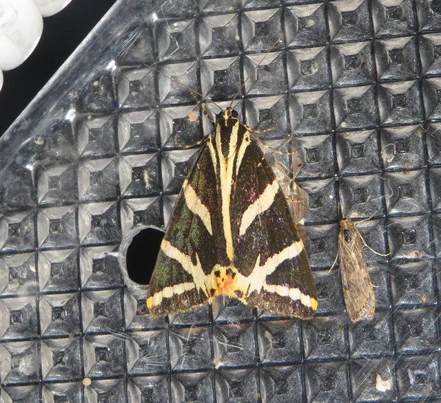 Euplagia quadripunctaria - csíkos medvelepke
