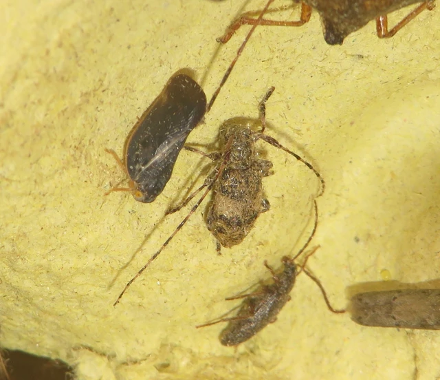 Leiopus nebulosus - öves gesztcincér