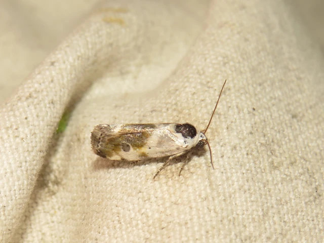 Ponometia candefacta - parlagfűbagoly