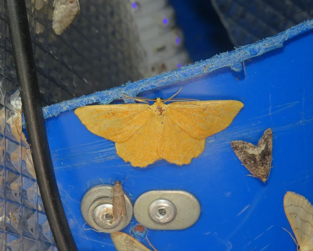 sárga kökényaraszoló - Angerona prunaria