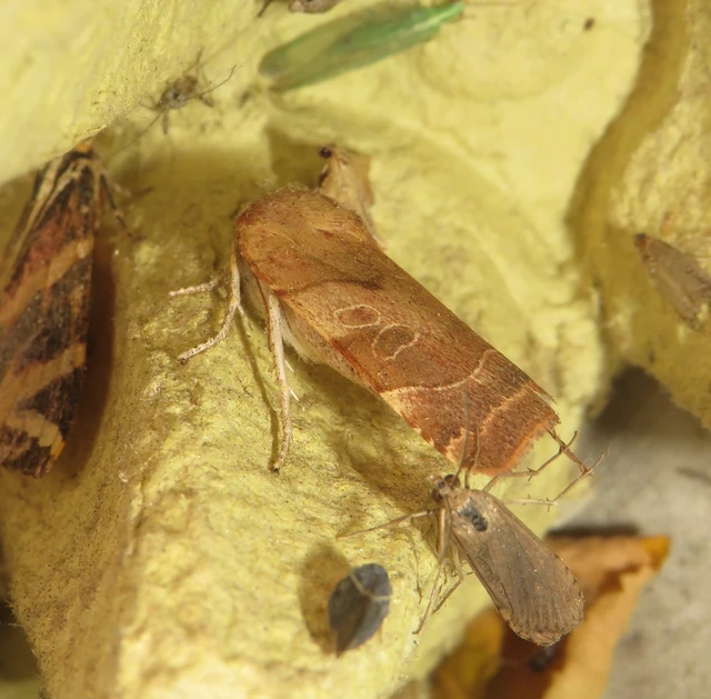 szélessávú sárgafűbagoly - Noctua fimbriata