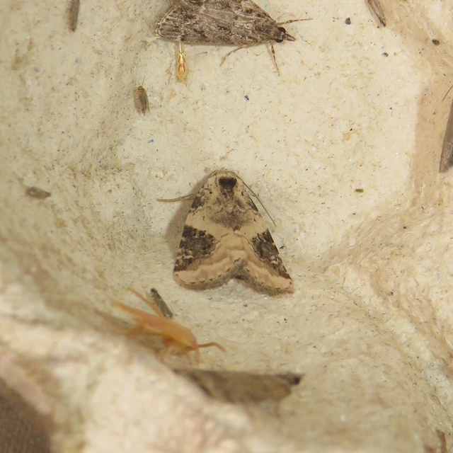 fehéres apróbagoly - Pseudeustrotia candidula