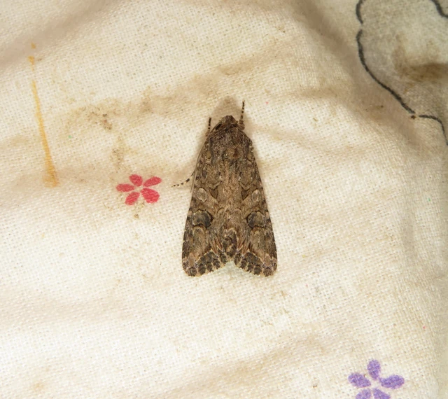 Hadula trifolii - lóherebagoly