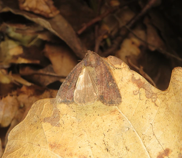 Mesapamea secalella/secalis