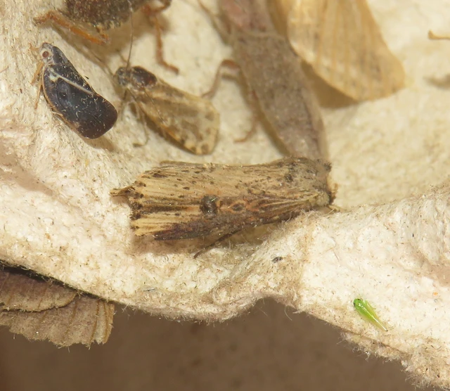 Axylia putris - vonalkás földibagoly