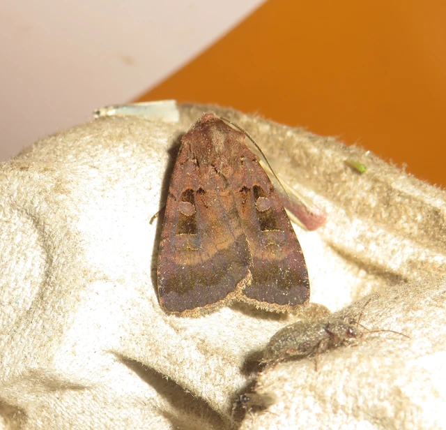 rombuszos fűbagoly - Xestia stigmatica