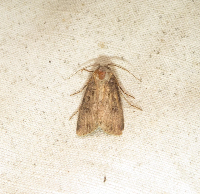 Agrotis segetum - vetési földibagoly