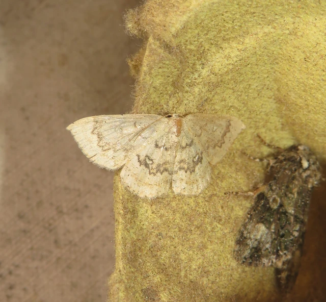 Cyclophora annularia - gyűrűs pettyesaraszoló