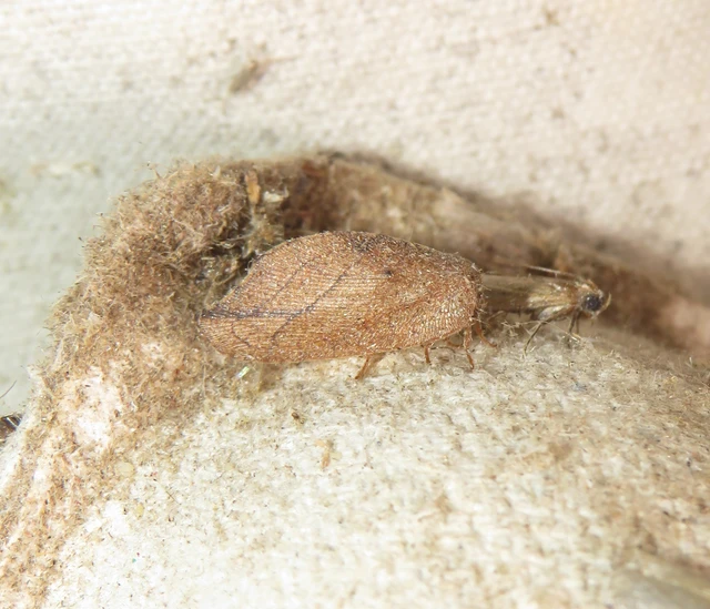 Drepanepteryx phalaenoides