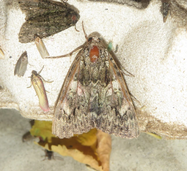 Catocala promissa - kis tölgyfa-övesbagoly