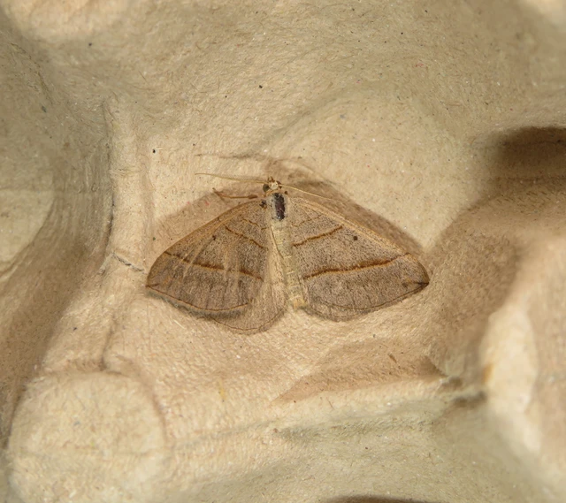 Scotopteryx mucronata/luridata/ignorata