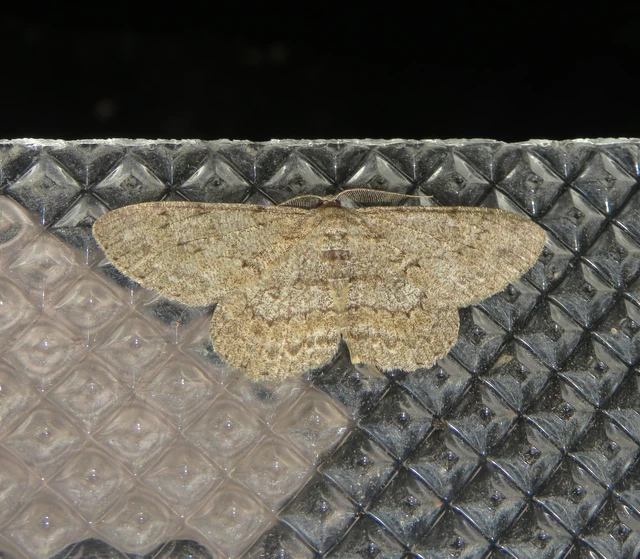Hypomecis punctinalis - pettyes faaraszoló