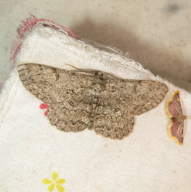 Hypomecis punctinalis - pettyes faaraszoló