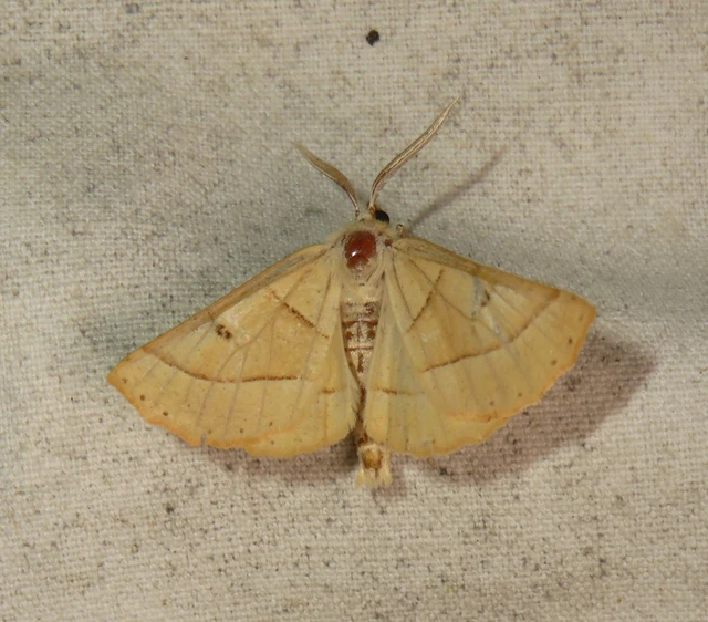 sárga sávosaraszoló - Crocallis elinguaria