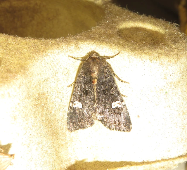 Melanchra persicariae - fehérfoltos kertibagoly