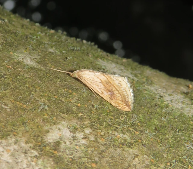 Evergestis forficalis - veteménymoly