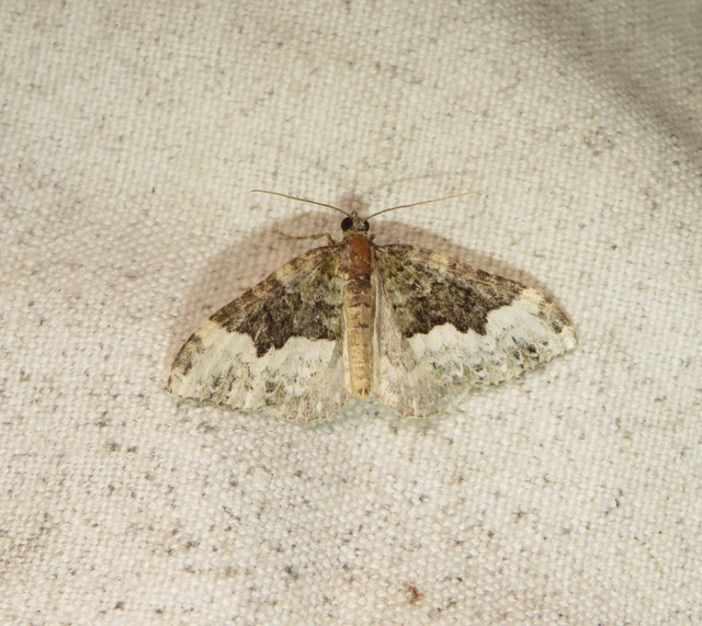 Euphyia biangulata - szegletes tarkaaraszoló
