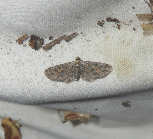 Eupithecia icterata - rozsdafoltos törpearaszoló
