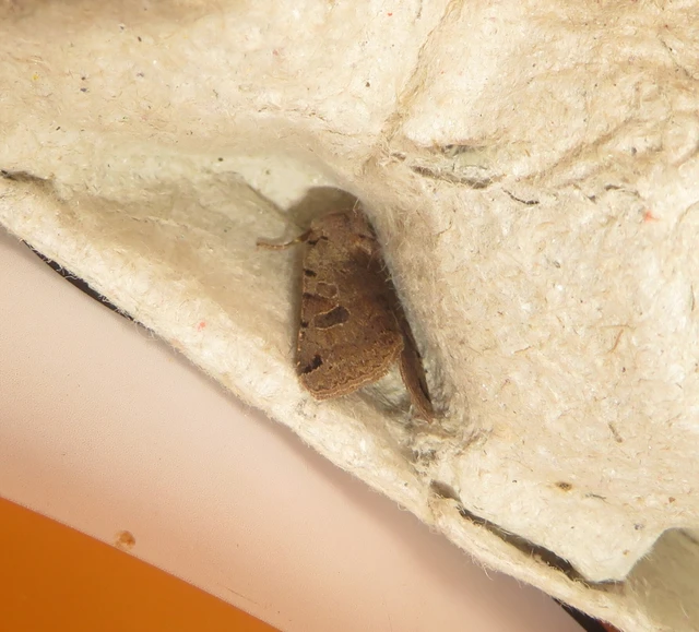 Anchoscelis litura - tarka őszibagoly