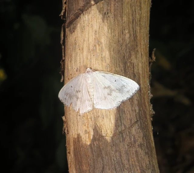 Lomographa temerata - foltos fehéraraszoló