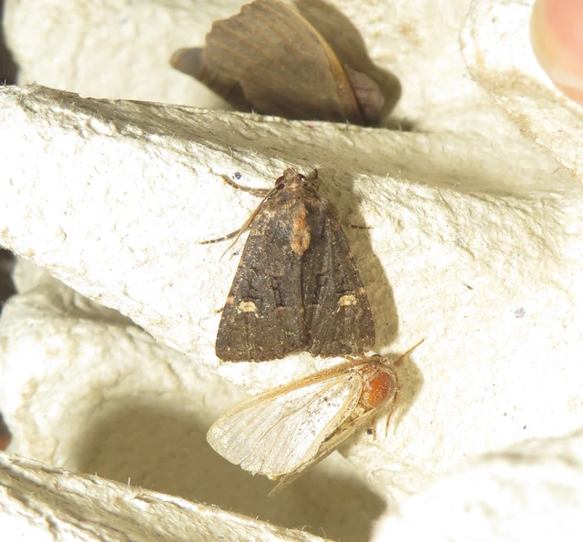Mesapamea secalella/secalis
