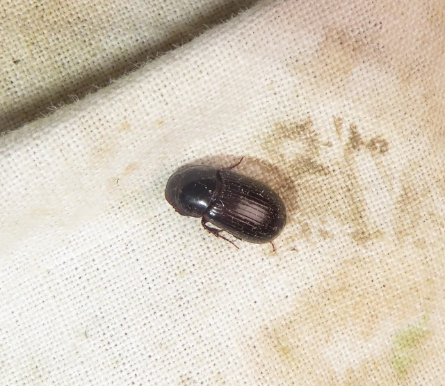 Aphodius rufipes - vörösbarna trágyabogár
