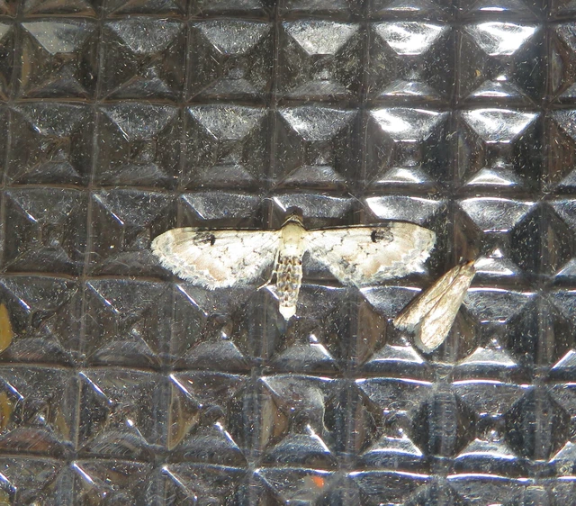 búzavirág-törpearaszoló - Eupithecia centaureata