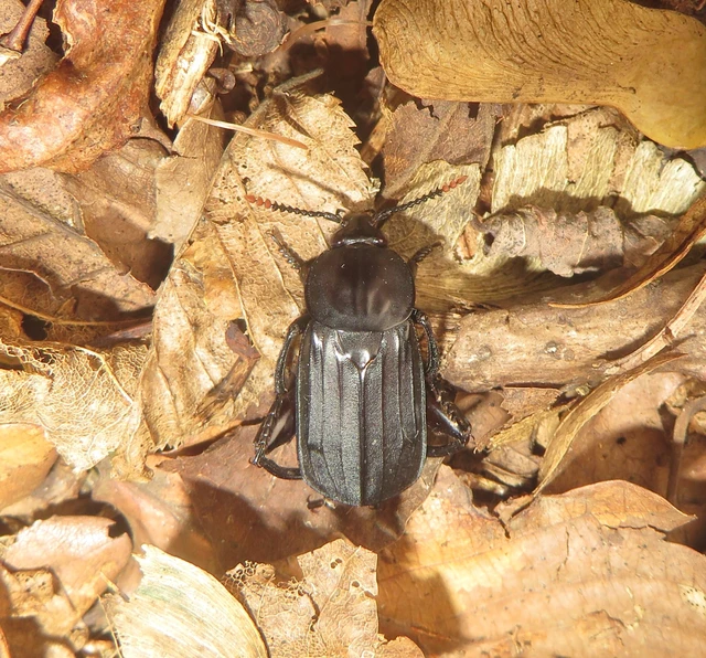 nagy dögbogár - Necrodes littoralis