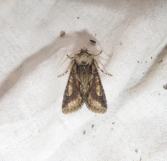 Allophyes oxyacanthae - galagonyabagoly