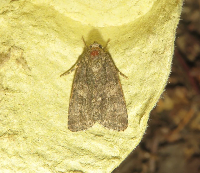 Acronicta rumicis - sóska-szigonyosbagoly Acronicta rumicis - sóska-szigonyosbagoly