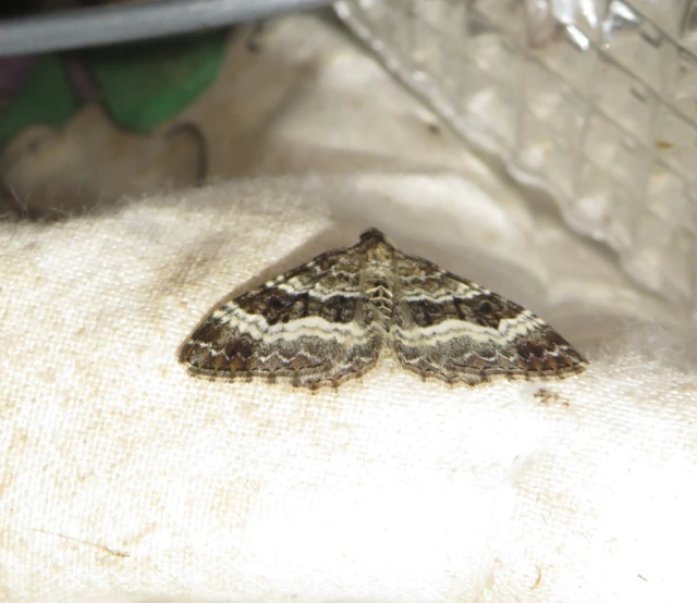 Epirrhoe alternata - galaj-tarkaaraszoló
