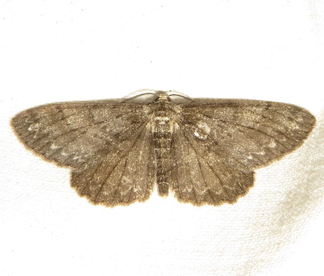 Hypomecis punctinalis - pettyes faaraszoló