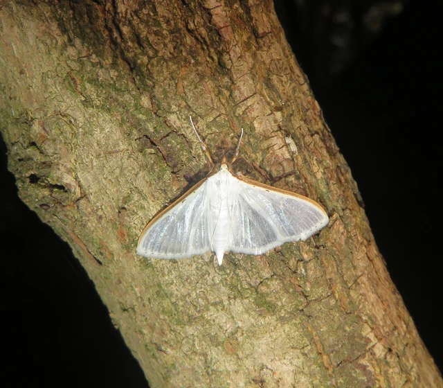 hófehér tűzmoly - Palpita vitrealis