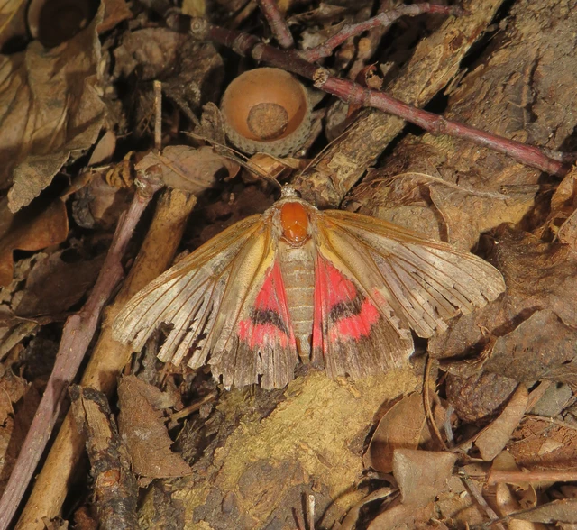 Catocala promissa - kis tölgyfa-övesbagoly