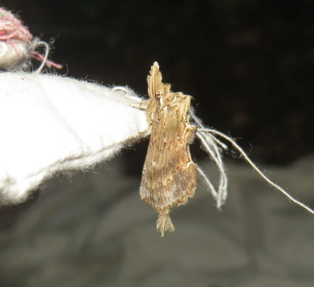 Pterostoma palpina - csőrös púposszövő