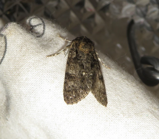 Acronicta rumicis - sóska-szigonyosbagoly Acronicta rumicis - sóska-szigonyosbagoly