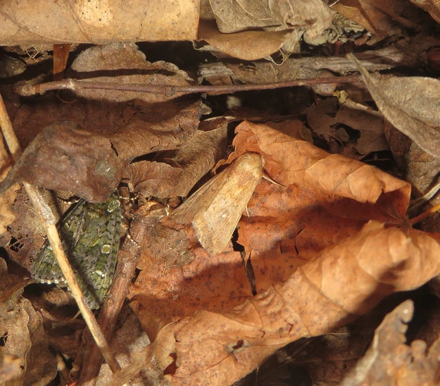 Mythimna albipuncta - fehérpettyes rétibagoly