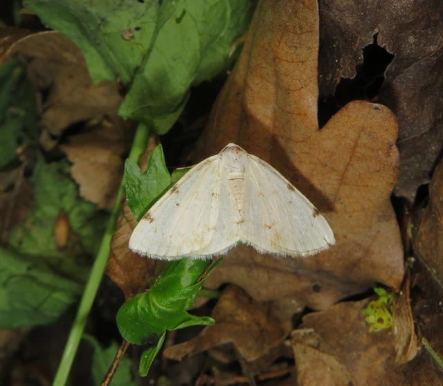Lomographa bimaculata - kétpontos fehéraraszoló