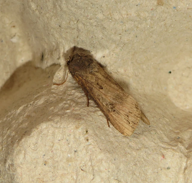 Agrotis ipsilon - nagy földibagoly