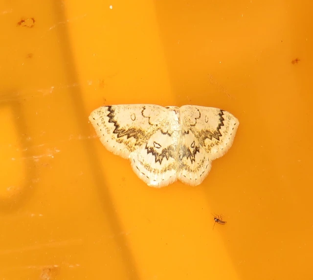 Cyclophora annularia - gyűrűs pettyesaraszoló