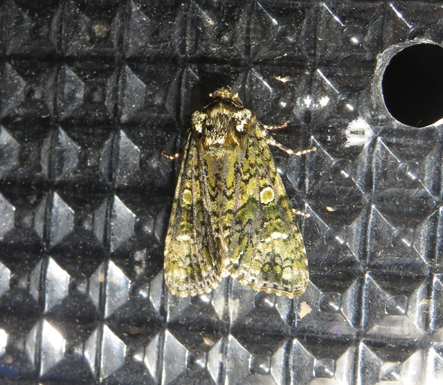 Craniophora ligustri - fagyalbagoly