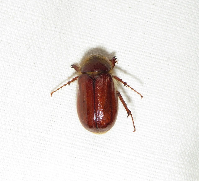 Holochelus vernus - tavaszi cserebogár