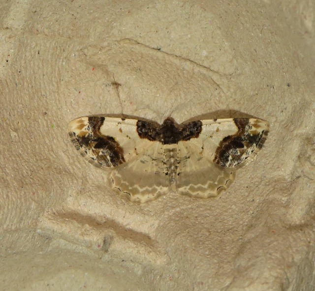 Ligdia adustata - barna levélaraszoló