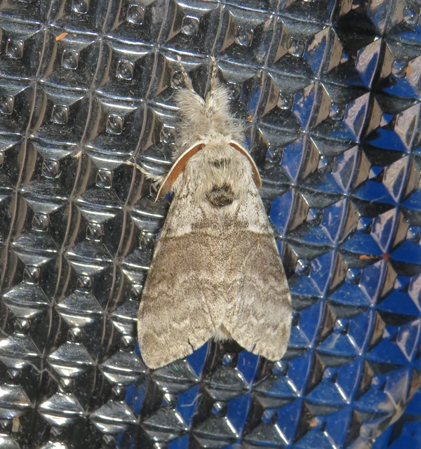 Calliteara pudibunda - hamvasszövő