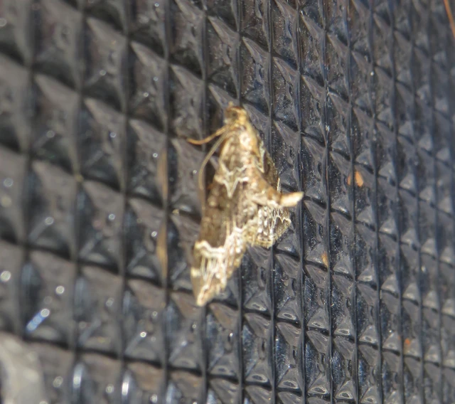 Ecliptopera silaceata - barna tarkaaraszoló